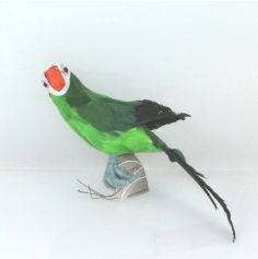 Perroquet Vert - 34 cm