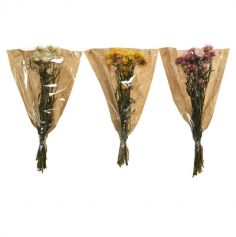 Bouquet d'hélichryse séché - 50 cm - Couleur au choix