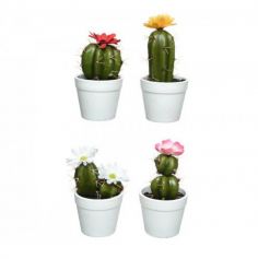 Cactus Fleuri en Pot - Coloris au Choix | jourdefete.com