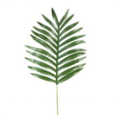feuille-palmier-tropical-jungle-60cm|jourdefete.com
