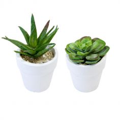 plantes-succulentes-avec-pot|jourdefete.com
