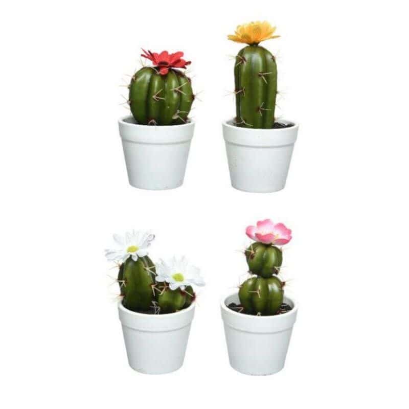 Cactus Fleuri en Pot - Coloris au Choix - Jour de Fête - Décoration Florale  - Décoration de table