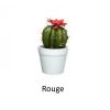 Cactus Fleuri en Pot - Coloris au Choix | jourdefete.com