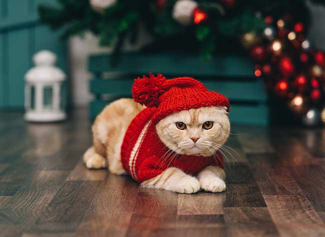 Chat