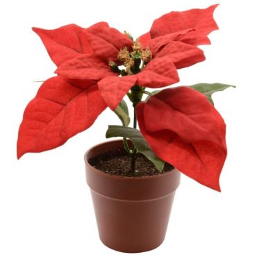 Décoration à Poser Noël - Poinsettia dans un Pot