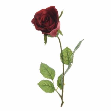 Rose Rouge sur Tige