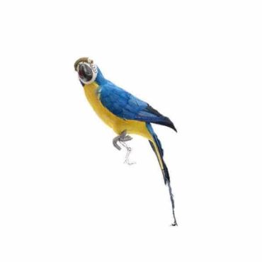Perroquet Bleu et Jaune - 42 cm