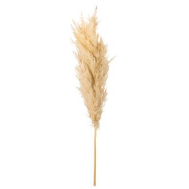 Branche de pampa de couleur crème | jourdefete.com