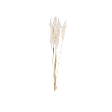 6 tiges herbe de pampa couleur naturel 70 cm | jourdefete.com