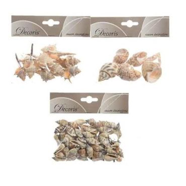coquillages variés naturels | jourdefete.com