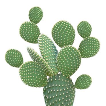 Lot de 20 serviettes cocktail - 25 x 25 cm - Cactus Vert | jourdefete.com