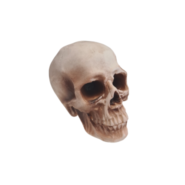 Cette tête de mort est à poser sur une table en tant que décoration d'Halloween | jourdefete.com