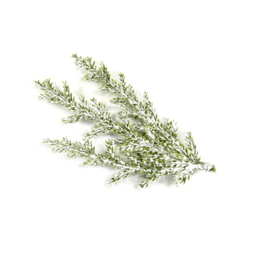 3-petites-branches-decoratives-cyprès-enneigés | jourdefete.com
