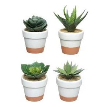 Plante Grasse dans Petit Pot en Terre Cuite - Modele au Choix | jourdefete.com