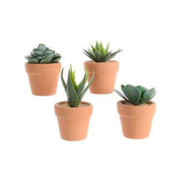  Plante Grasse dans Pot en Terre Cuite - Modèle au Choix -
| jourdefete.com