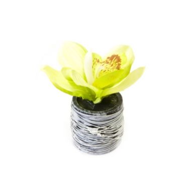 Orchidée Verte en Pot