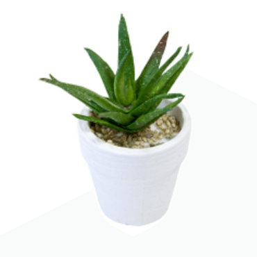Décoration Aloe Vera en pot en céramique