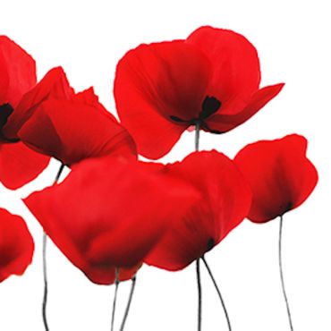 Serviettes cocktail Red Poppy avec motif coquelicots rouge vif | jourdefete.com