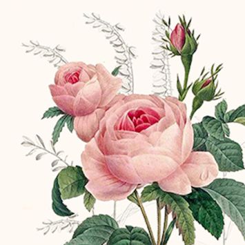 Serviettes Cocktail Wonderful Rose motif floral romantique | jourdefete.com