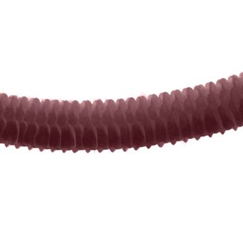 Guirlande en Papier "Boa" Chocolat