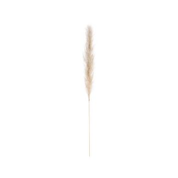 herbe de pampa naturelle 115 cm | jourdefete.com