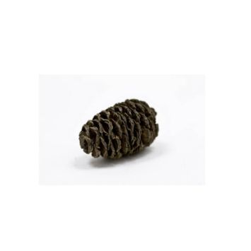 12 Mini-Pomme de Pin