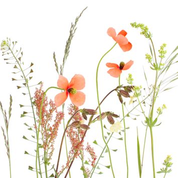 Serviettes Atelier "Prairie" avec motifs de fleurs des champs | jourdefete.com