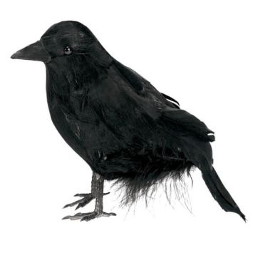 Corbeau Noir à Poser