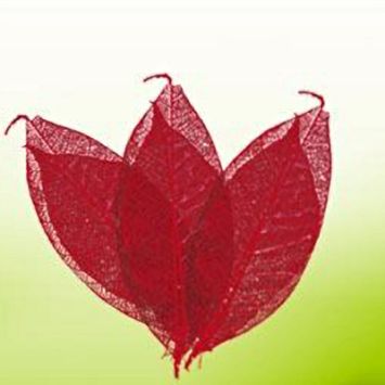 Feuilles Squelette Rouge