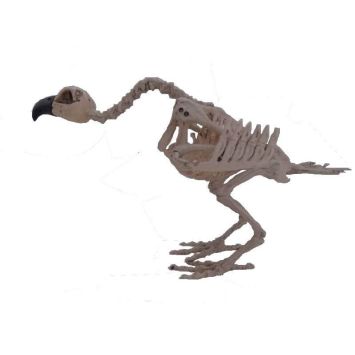 Squelette de vautour