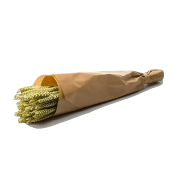 Botte d'épis de blé verts - 13 x 50 cm