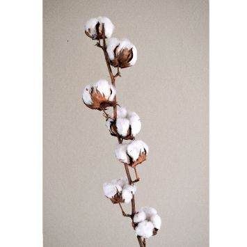 Branche en plastique - 7 fleurs de coton - 70 cm