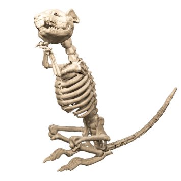 Squelette rat Halloween décoration terrifiante réaliste | jourdefete.com