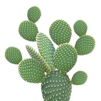 Lot de 20 serviettes cocktail - 25 x 25 cm - Cactus Vert | jourdefete.com