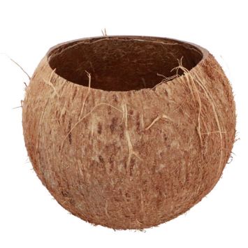 noix-coco-decoration | jourdefete.com