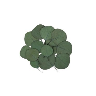 sachet de 15 feuilles eucalyptus | jourdefete.com sachet de 15 feuilles eucalyptus | jourdefete.com