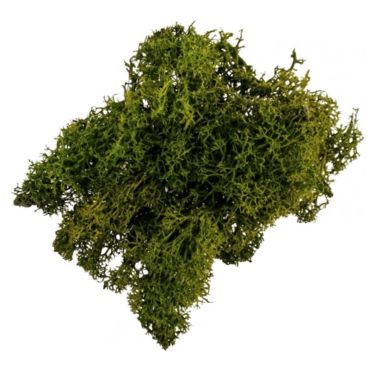 mousse-vegetal-decoration-table|jourdefete.com mousse-vegetal-decoration-table|jourdefete.com