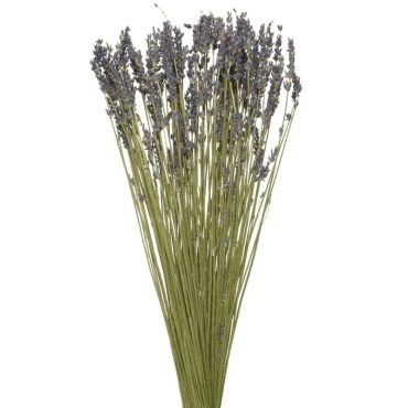 Bouquet de lavande sur tige - 50 cm | jourdefete.com Bouquet de lavande sur tige - 50 cm | jourdefete.com