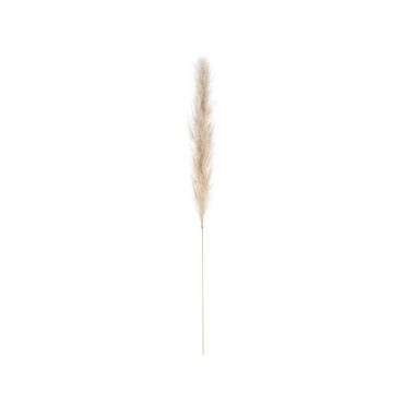 herbe de pampa naturelle 115 cm | jourdefete.com herbe de pampa naturelle 115 cm | jourdefete.com