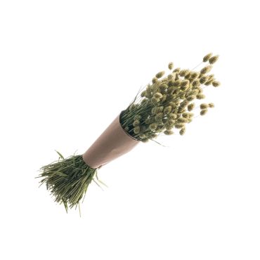 Bouquet de fleurs phalaris naturelles de 130 grammes | jourdefete.com Bouquet de fleurs phalaris naturelles de 130 grammes | jourdefete.com