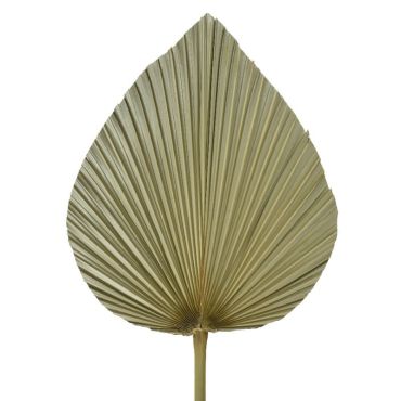 Grande Feuille de Palme Naturelle et séchée- 85 cm Grande Feuille de Palme Naturelle et séchée- 85 cm