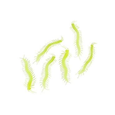 mille-pattes-phosphorescentes | jourdefete.com mille-pattes-phosphorescentes | jourdefete.com