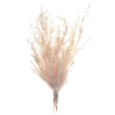 Petite pampa naturelle séchée pour décoration bohème | jourdefete.com Petite pampa naturelle séchée pour décoration bohème | jourdefete.com