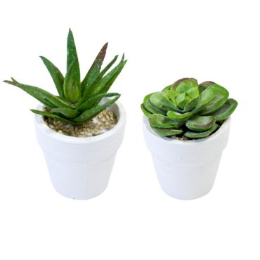 plantes-succulentes-avec-pot|jourdefete.com plantes-succulentes-avec-pot|jourdefete.com