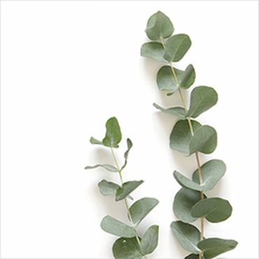 Serviettes élégantes motif feuilles vertes | jourdefete.com Serviettes élégantes motif feuilles vertes | jourdefete.com